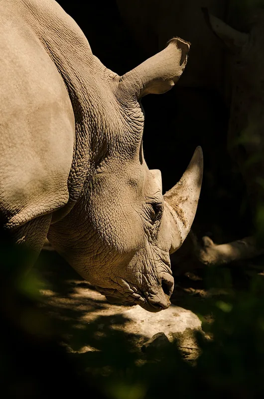 Al Wabra Wildlife Preservation