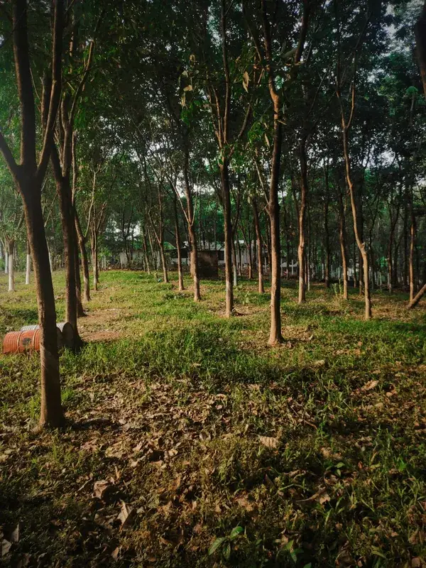 Qatof Forest Project