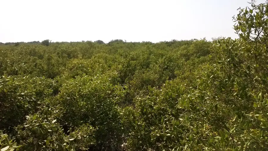 Jazirat Bin Ghannam