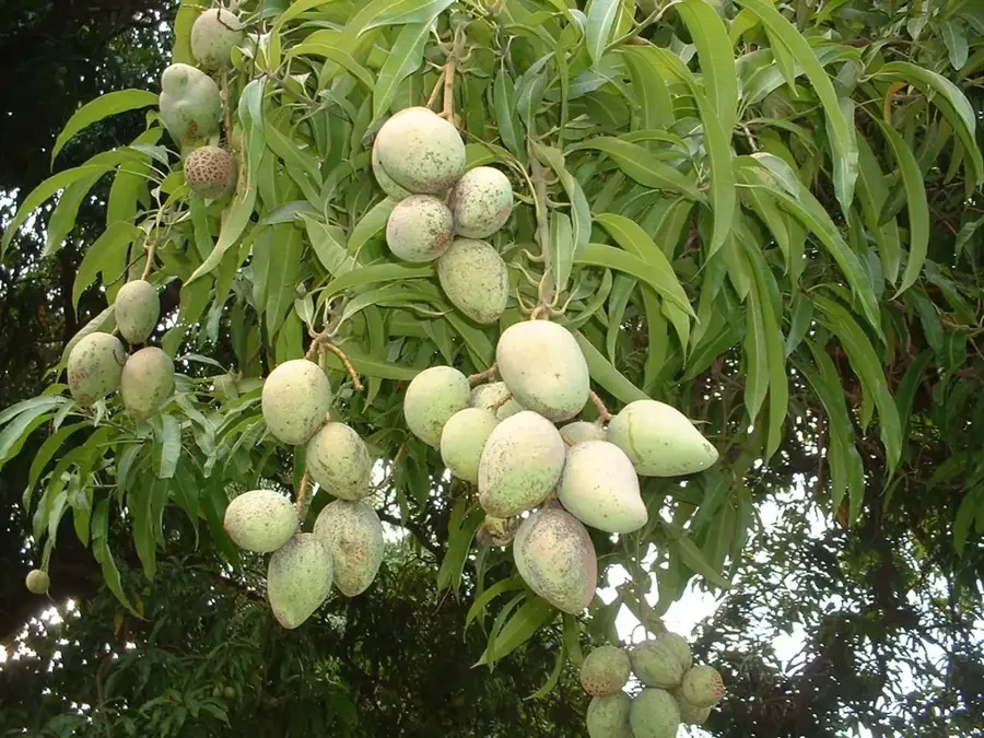 Livezile de mango din Rajshahi