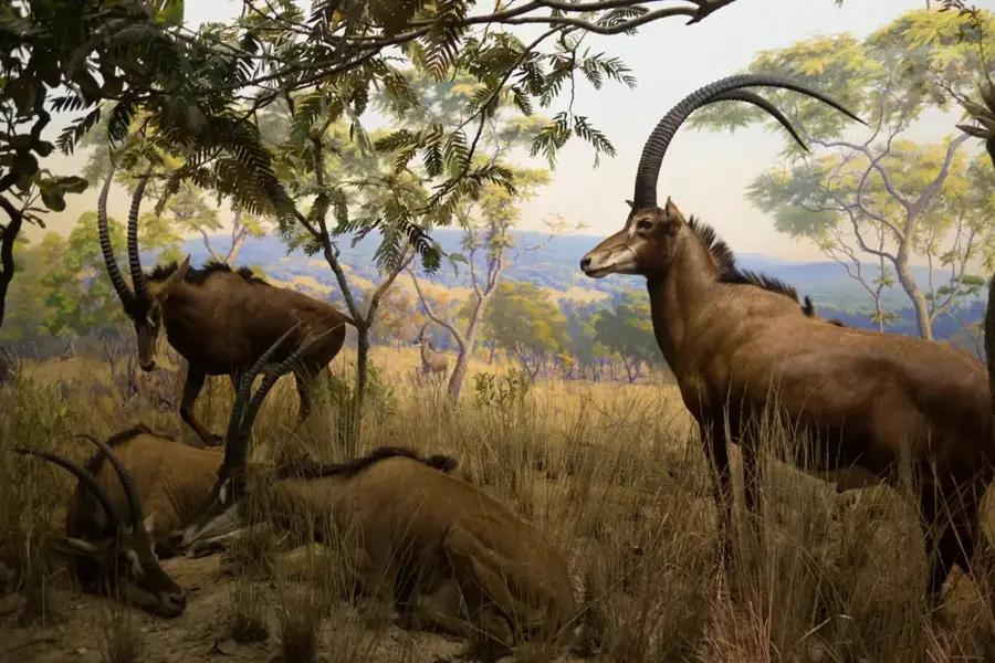 Rezervația Cangandala — Malanje (Angola)
