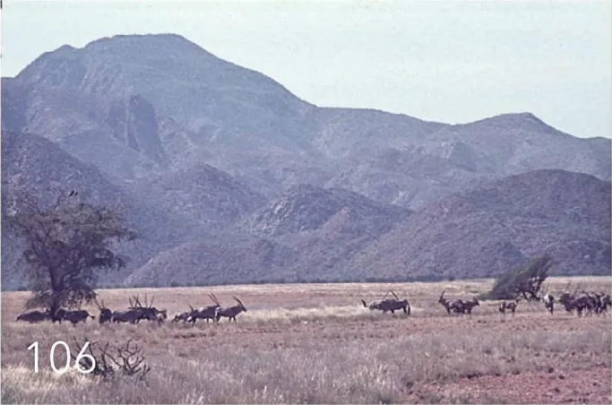Namibe Partial Reserve