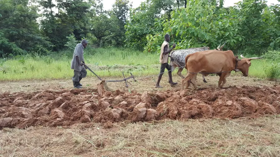 Orezării din nord — Tamale (Ghana)