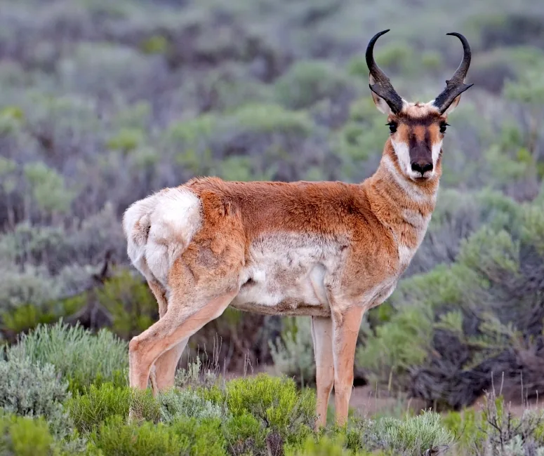 Situl de Descoperire Roan Antelope — Luanshya (Zambia)