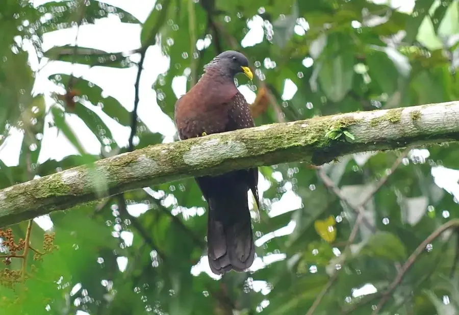 Kakaoplantage Água Izé — Rio Manuel Jorge (São Tomé und Príncipe)