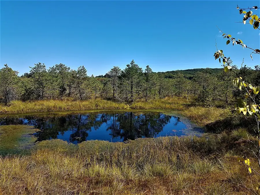 Tinovul Mohoș Nature Reserve