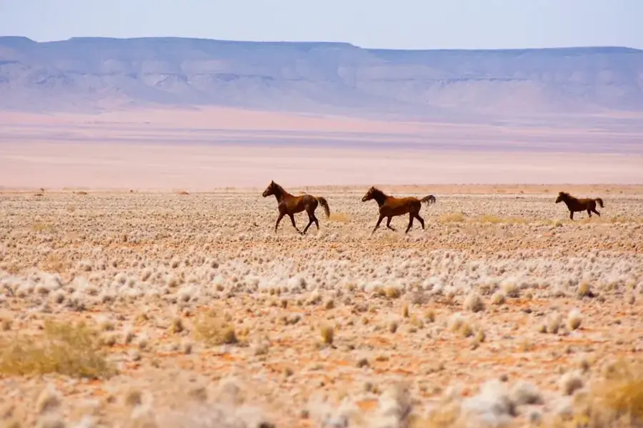 Rosh Pinah — Aus (Namibia)
