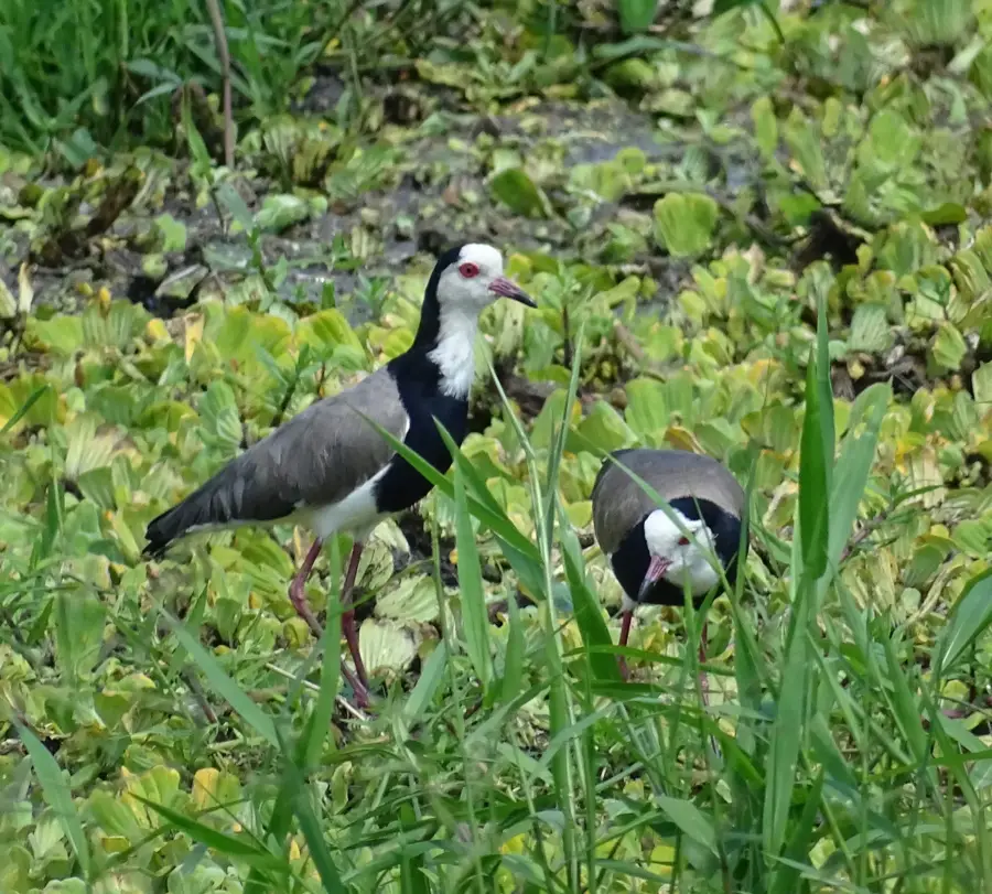 Rukungiri