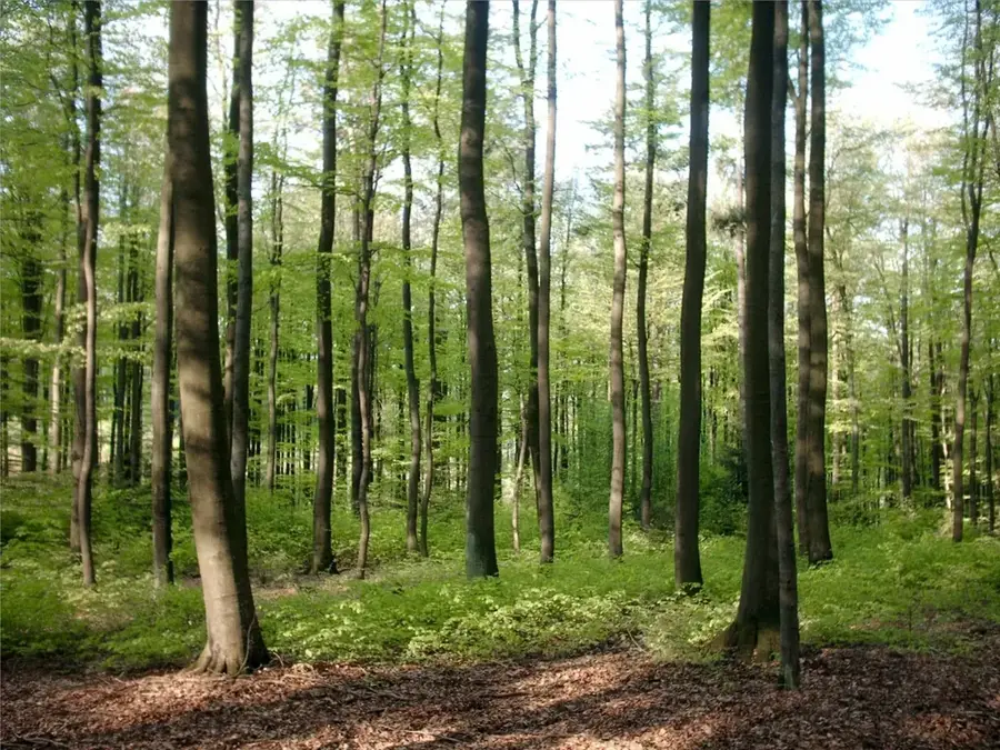 Runde-Wald — Triangle (Simbabwe)