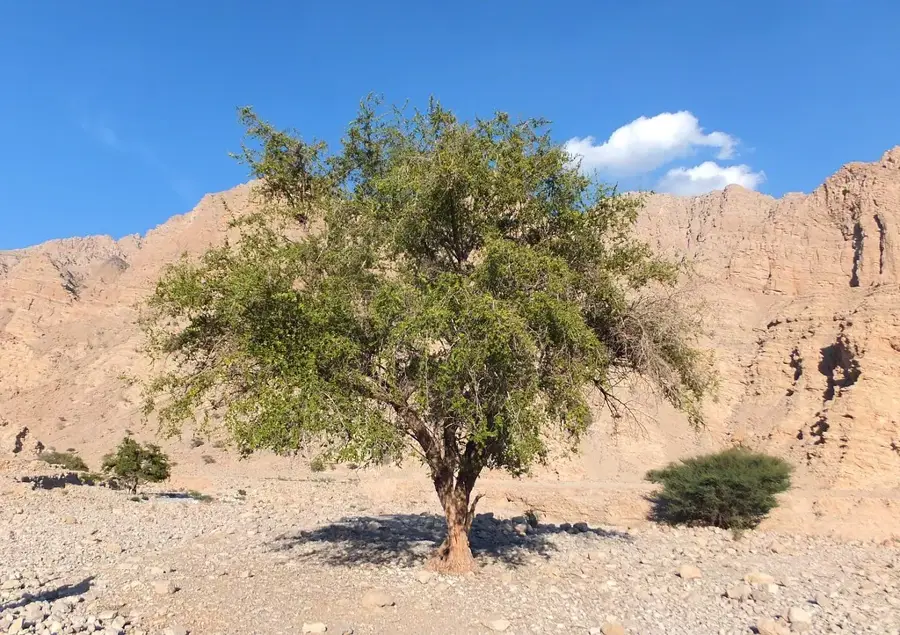 Ru'us al-Jibal — Ar-Rams (United Arab Emirates)