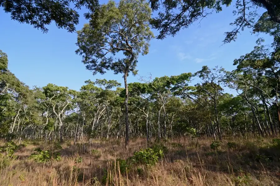 Câmpia Ruvubu — Muyinga (Burundi)