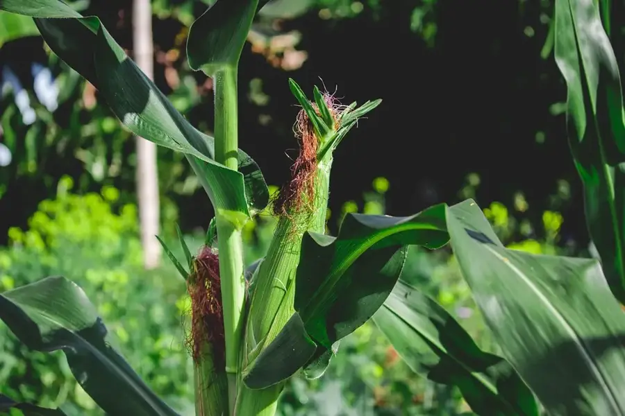 Bramin Mais-Verarbeitung — Rilima (Ruanda)