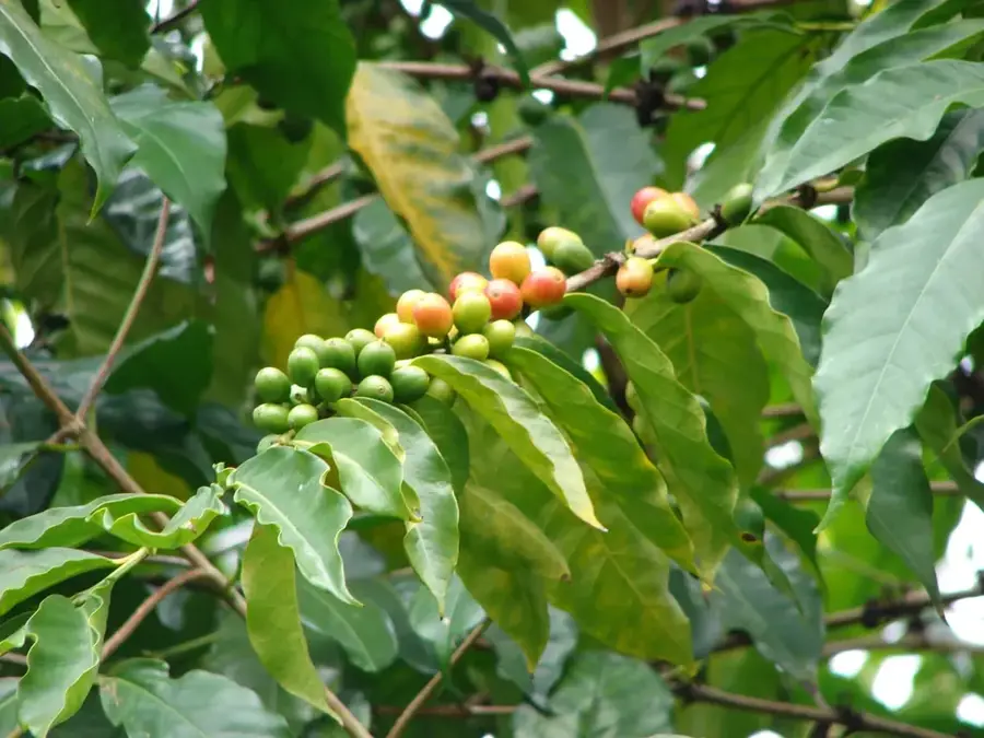 Kaffeeverarbeitung Huye — Bweyeye (Ruanda)