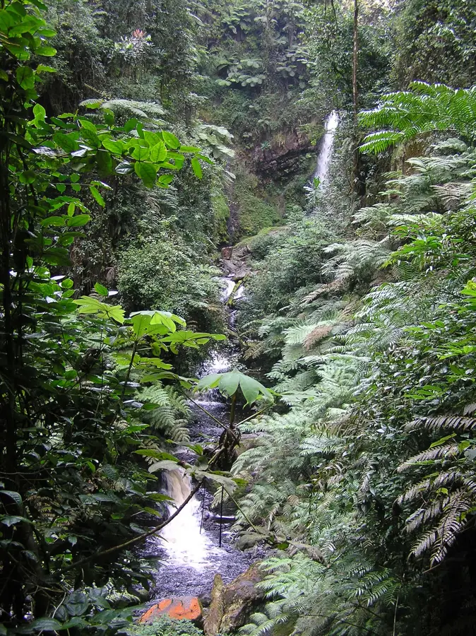Nyungwe Forest National Park