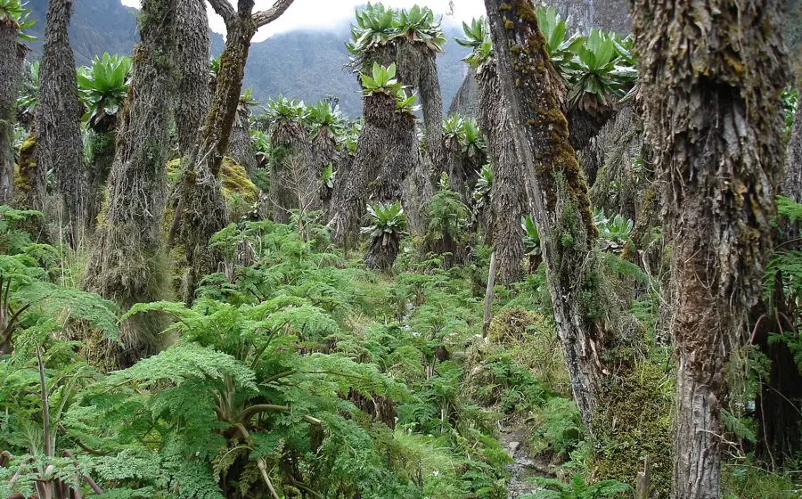 Munții Rwenzori — Lacul Albert (Congo - Kinshasa)
