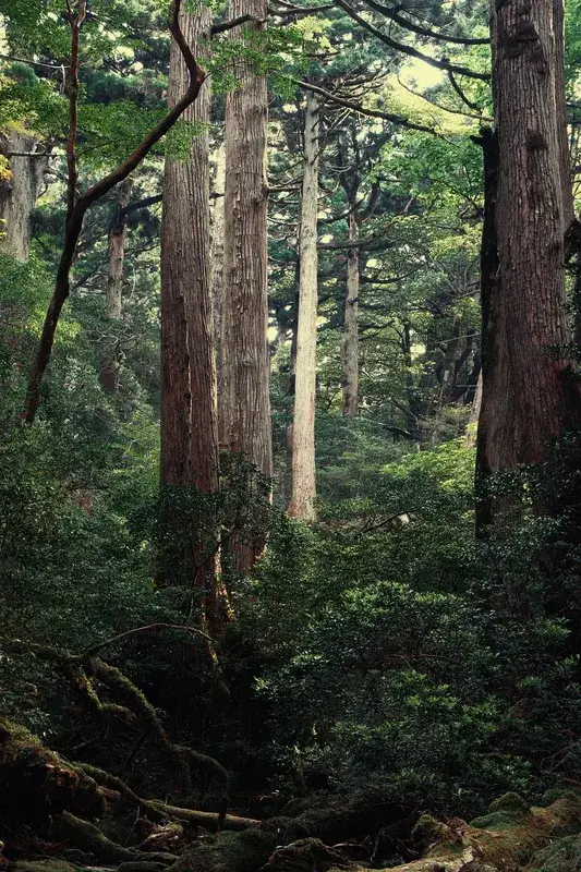 Ryongnim Virgin Forest
