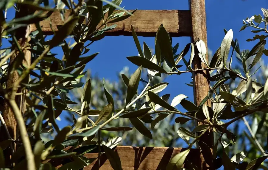Al Jouf Olive Orchards — Haql (Saudi Arabia)