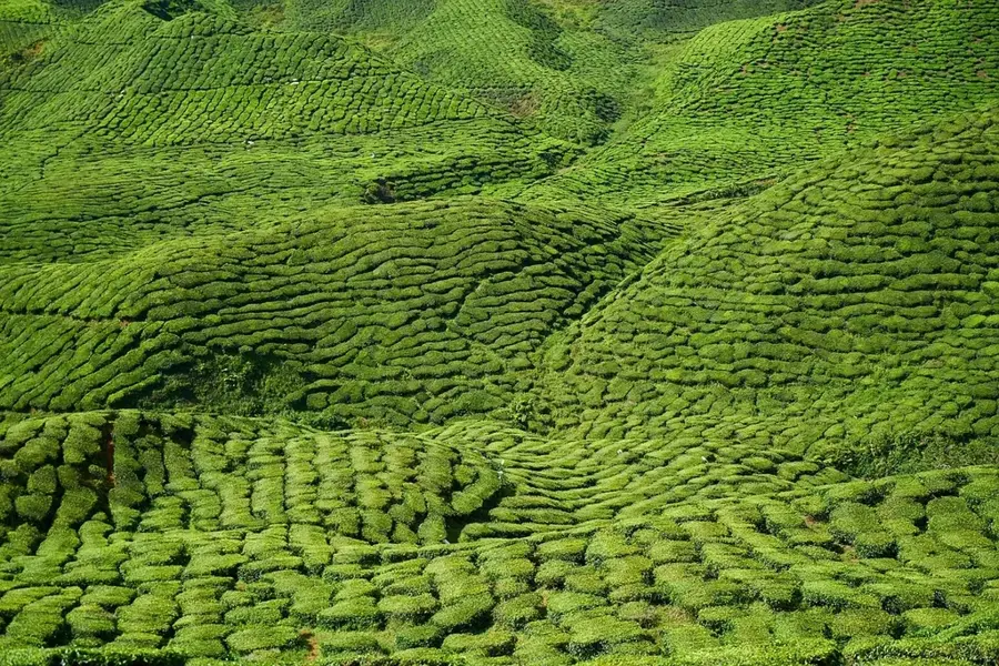 Sahambavy Teeplantage — Fianarantsoa (Madagaskar)