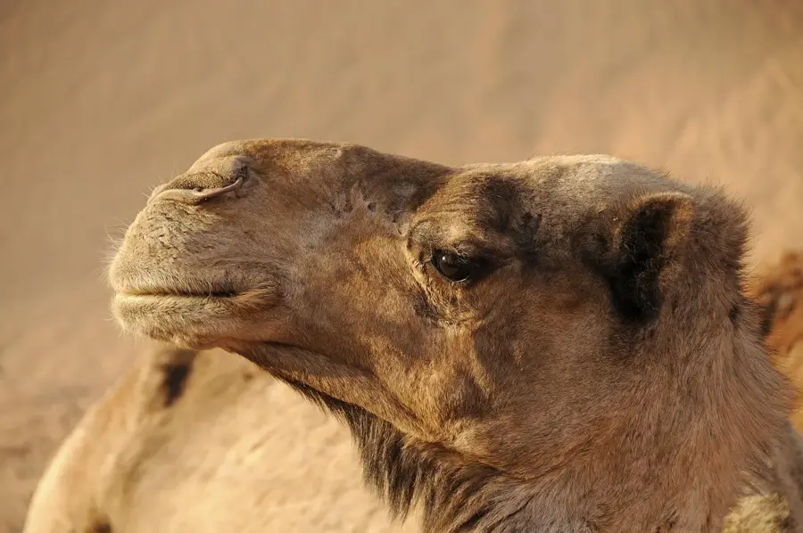 Sahara — Mirleft (Maroc)