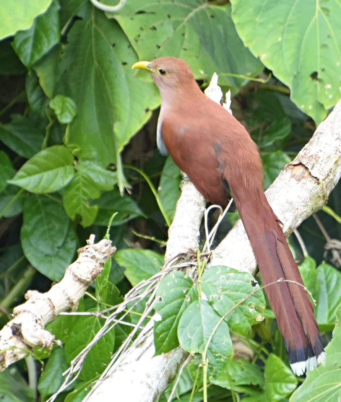 Piaye — Reciful Anse Chastanet (Sfânta Lucia)