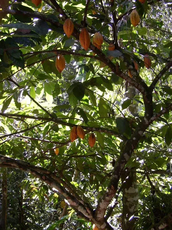 Same Kakao-Plantagen — Fatuberlio (Timor-Leste)