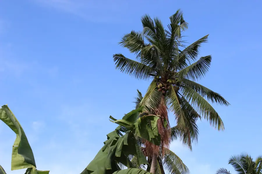 Fasito'o Uta — Vulkan Matavanu (Samoa)