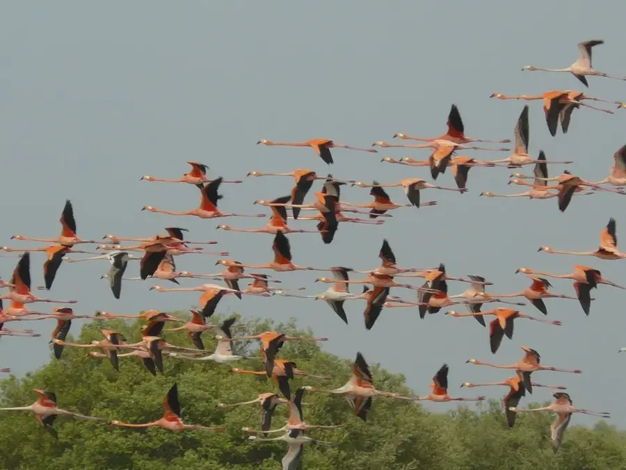 Sanctuarul Los Flamencos