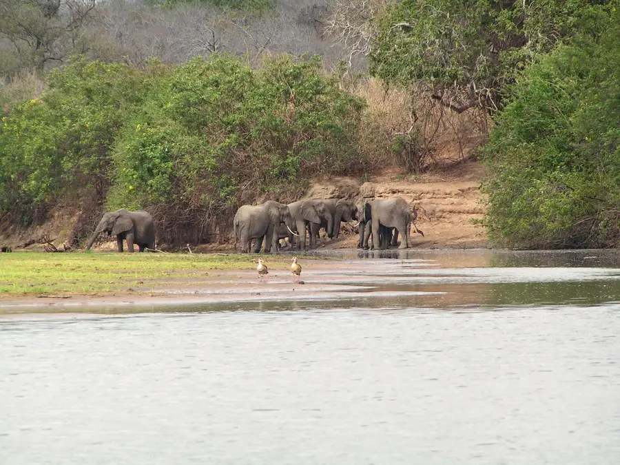 Selous-Wald — Mpwapwa (Tansania)