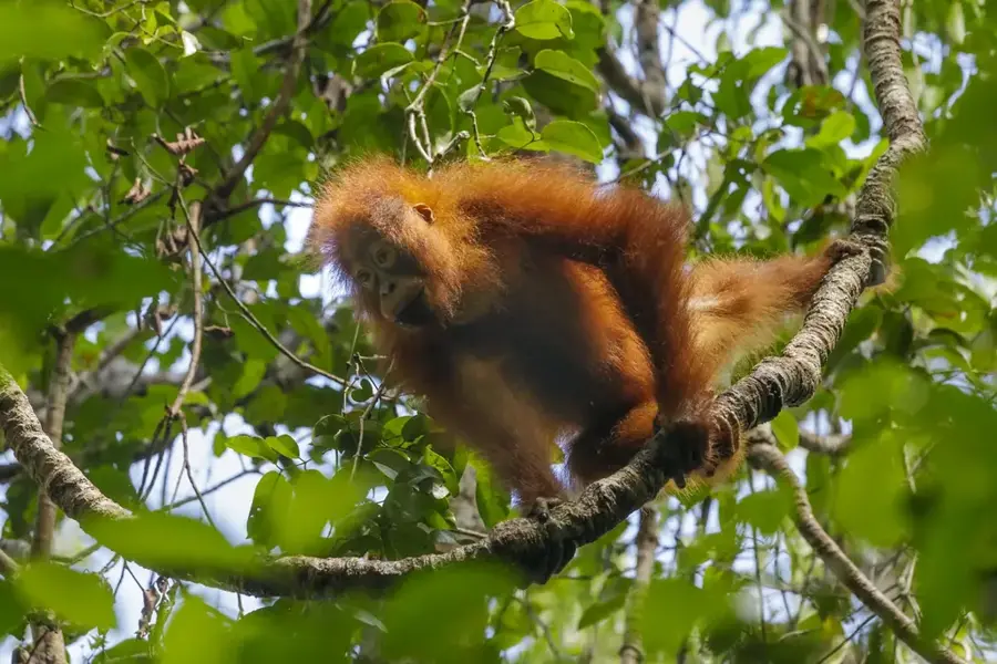 Semenggoh Wildlife Centre — Mount Datu (Malaysia)