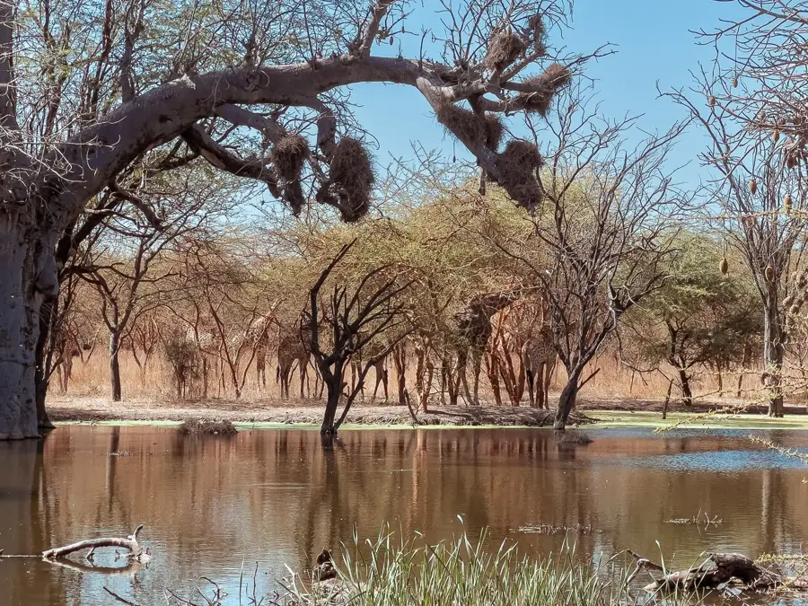 Bandia Reserve