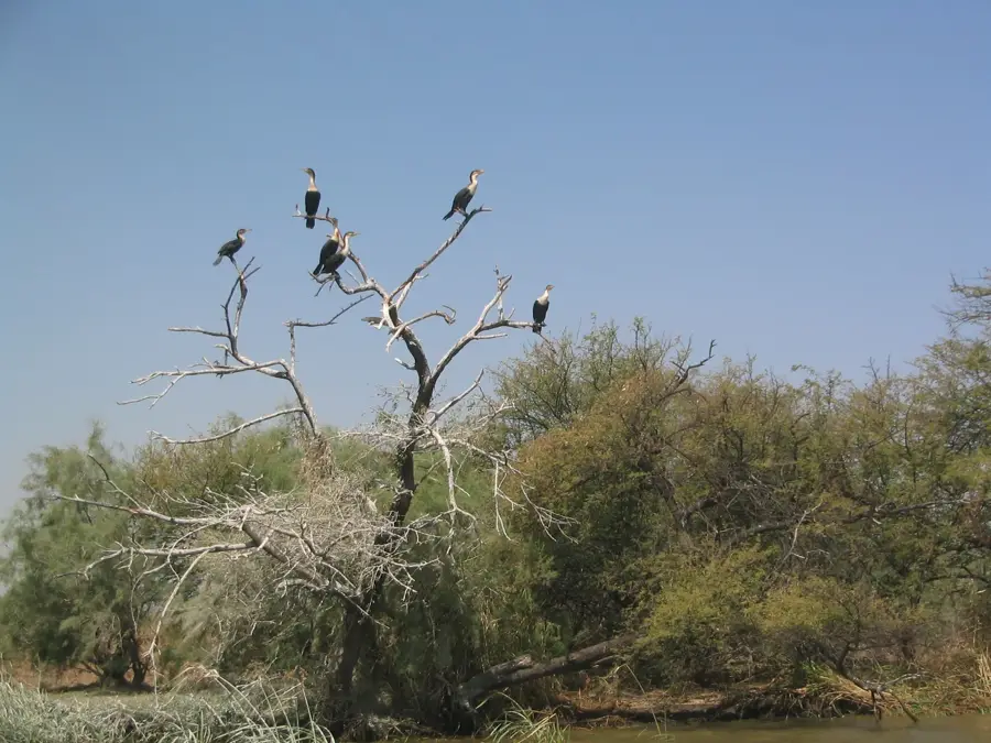 Djoudj National Bird Park