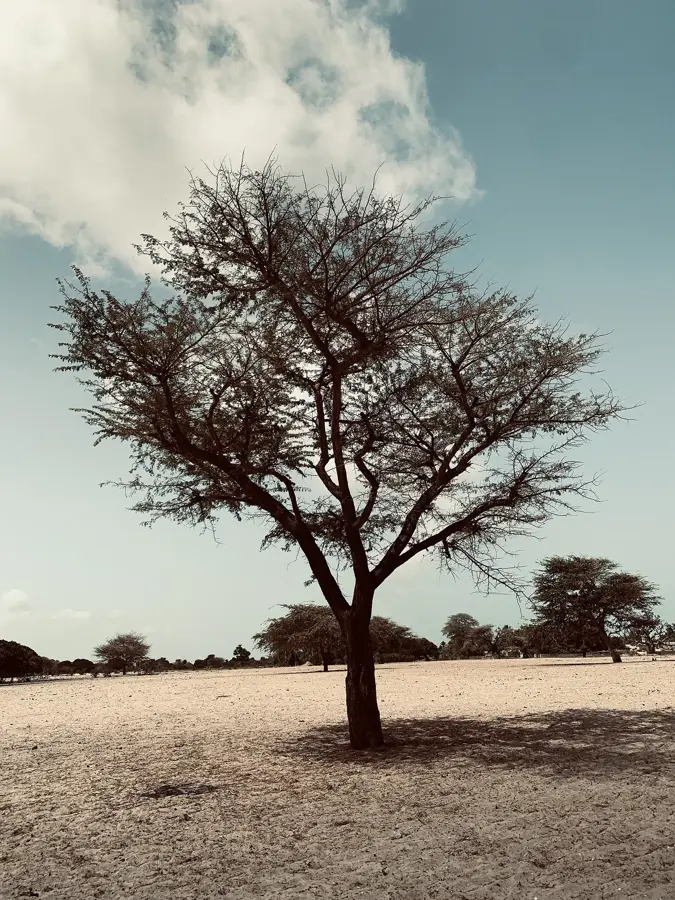 Palmarin — Marea Moschee din Kaolack (Senegal)