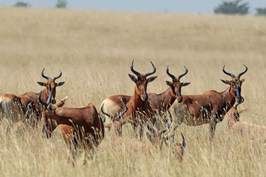 Senkele-Schutzgebiet — Jimma (Äthiopien)