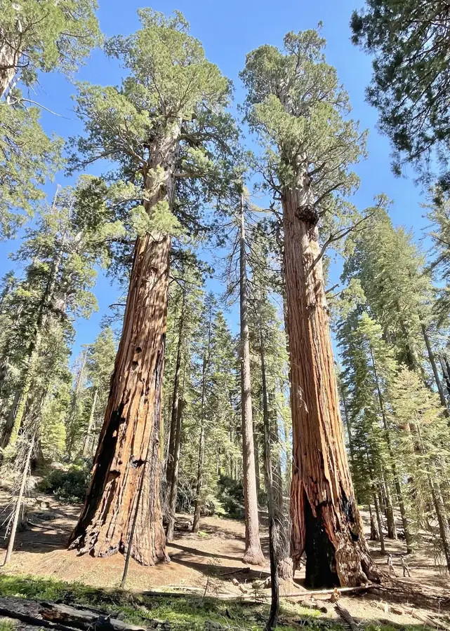 Pădurea Națională Sequoia
