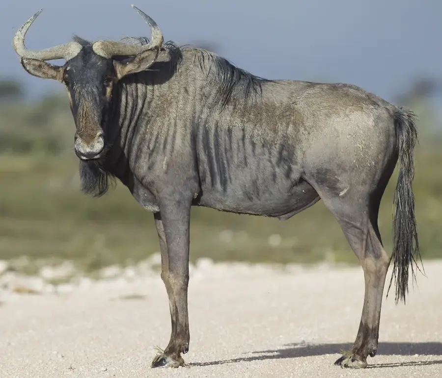 Serengeti élőhely — Bariadi (Tanzánia)