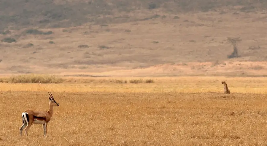 Câmpia Serengeti — Saidia (Maroc)