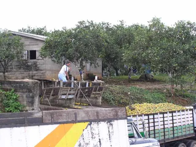 Seven Rivers Zitrusfarm