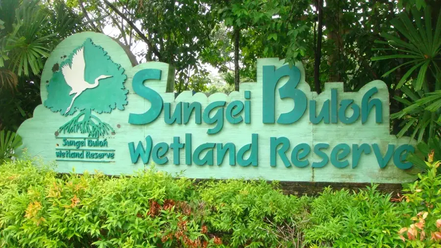 Rezervația Sungei Buloh Wetland — Ferma Bollywood Veggies (Singapore)
