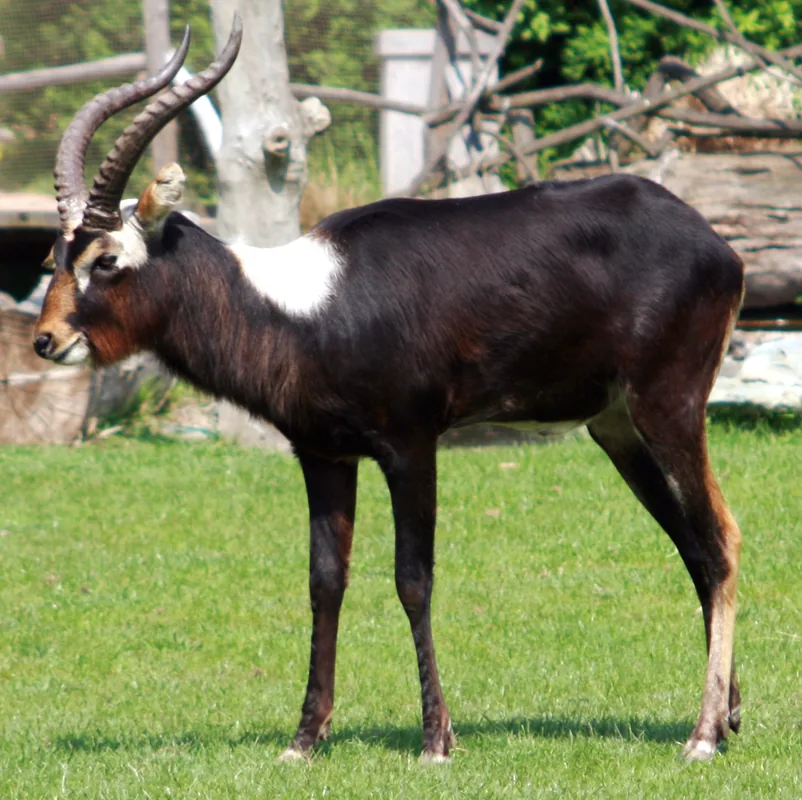 Shambe-Wildreservat — Sudd-Sümpfe (Südsudan)