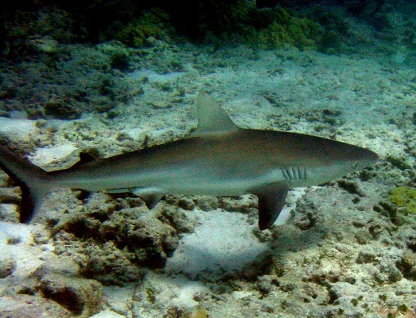Observarea rechiniilor-lămâie în Shark Bay — Monte Curral (Capul Verde)