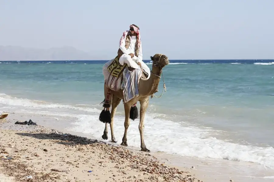 Pășunile de cămile Sinai