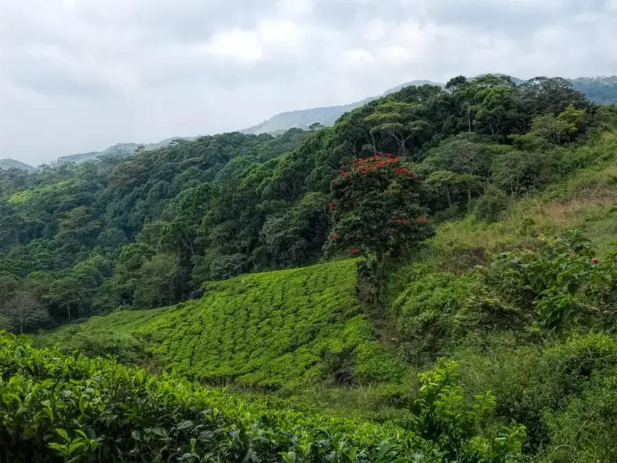Rezervația Forestieră Sinharaja — Bathalegala (Sri Lanka)