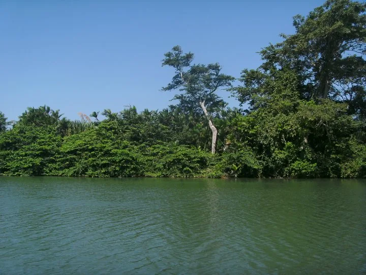 Rezervația Forestieră Sittee River