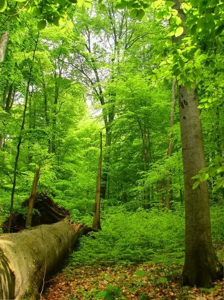 Havešová Nature Reserve
