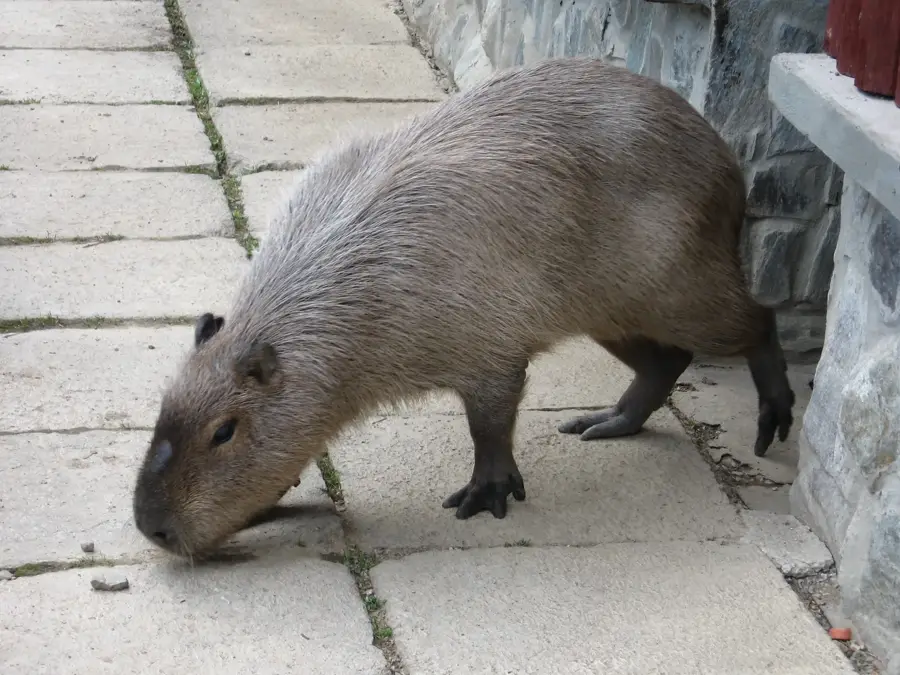 Košice Zoo