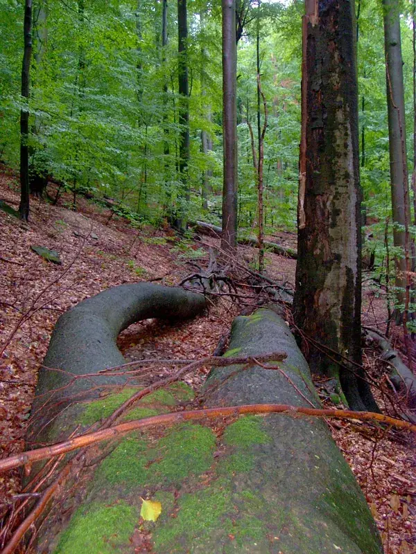 Rožok Nature Reserve