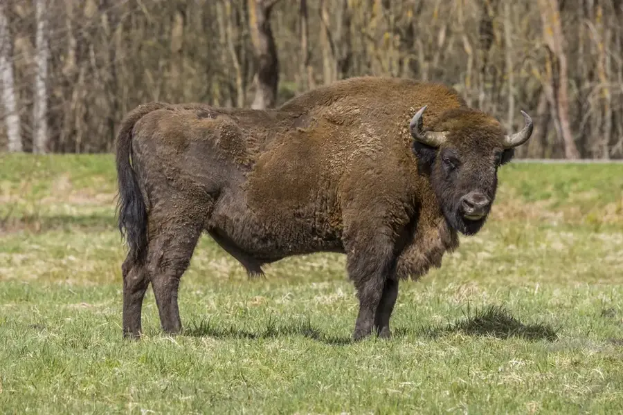 Topoľčianky European Bison Park