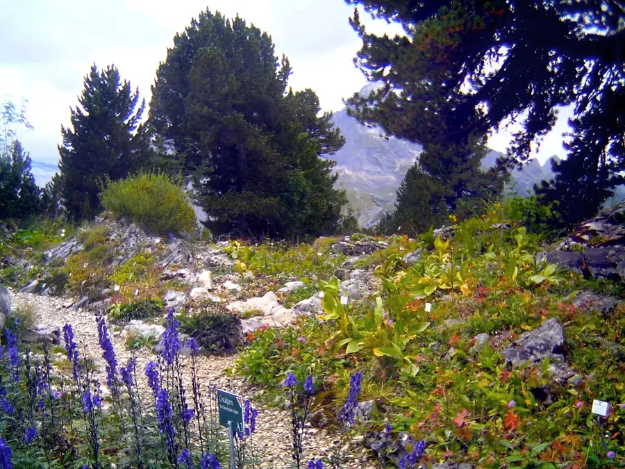 Alpengarten Juliana