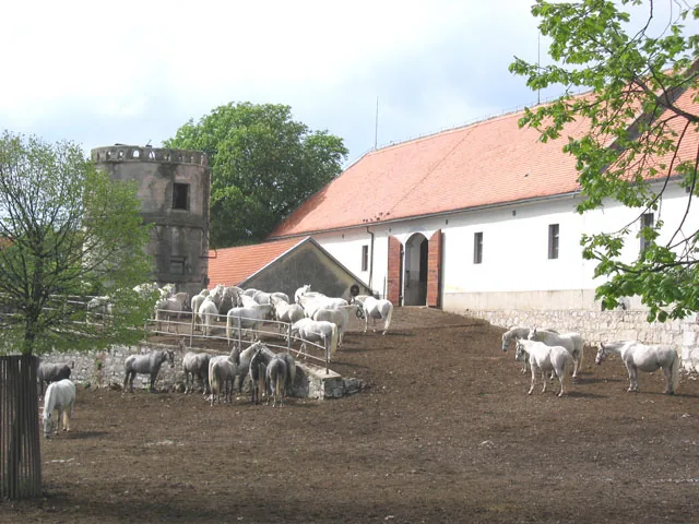 Lipicai Ménes