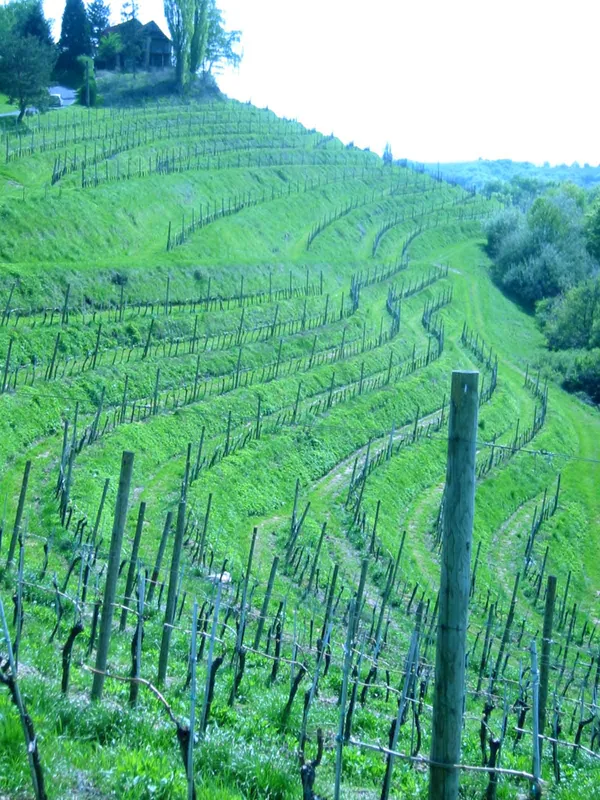 Slovenske gorice
